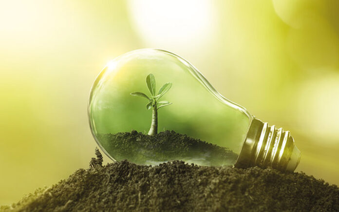 The tree growing on the soil in a light bulb. Creative ideas of