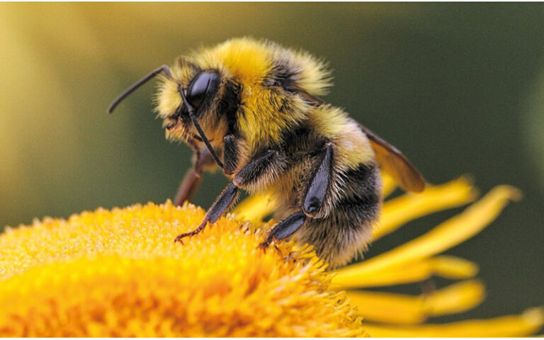 Clairazur s’engage aux côtés de l’Arbre aux Abeilles pour préserver la biodiversité